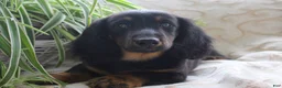 Miniature Dachshund dogs for sale: Macaroni - Ad 1