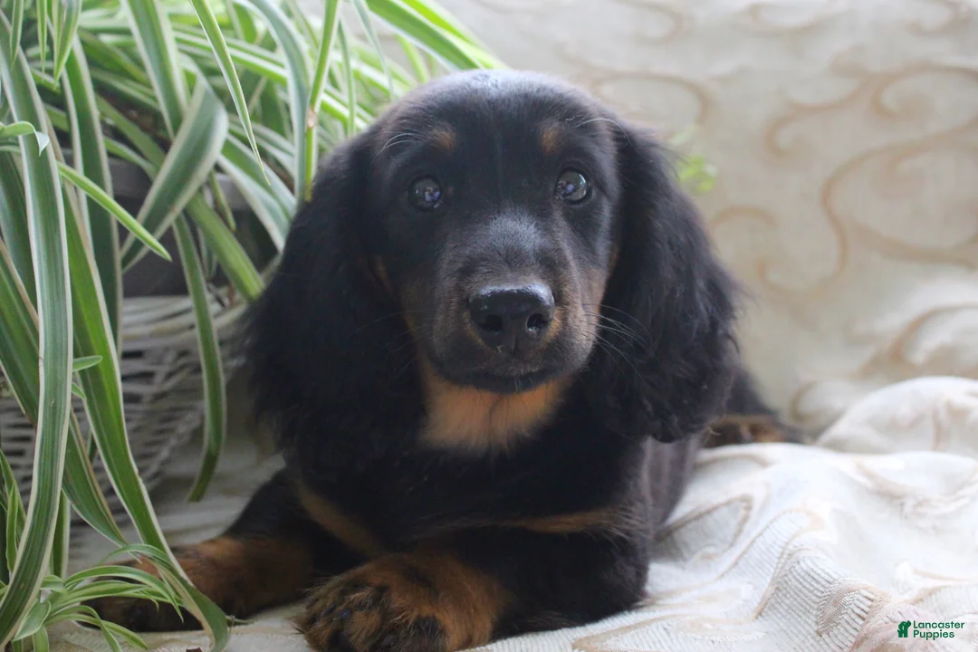 Miniature Dachshund dogs for sale: Macaroni - Ad 1