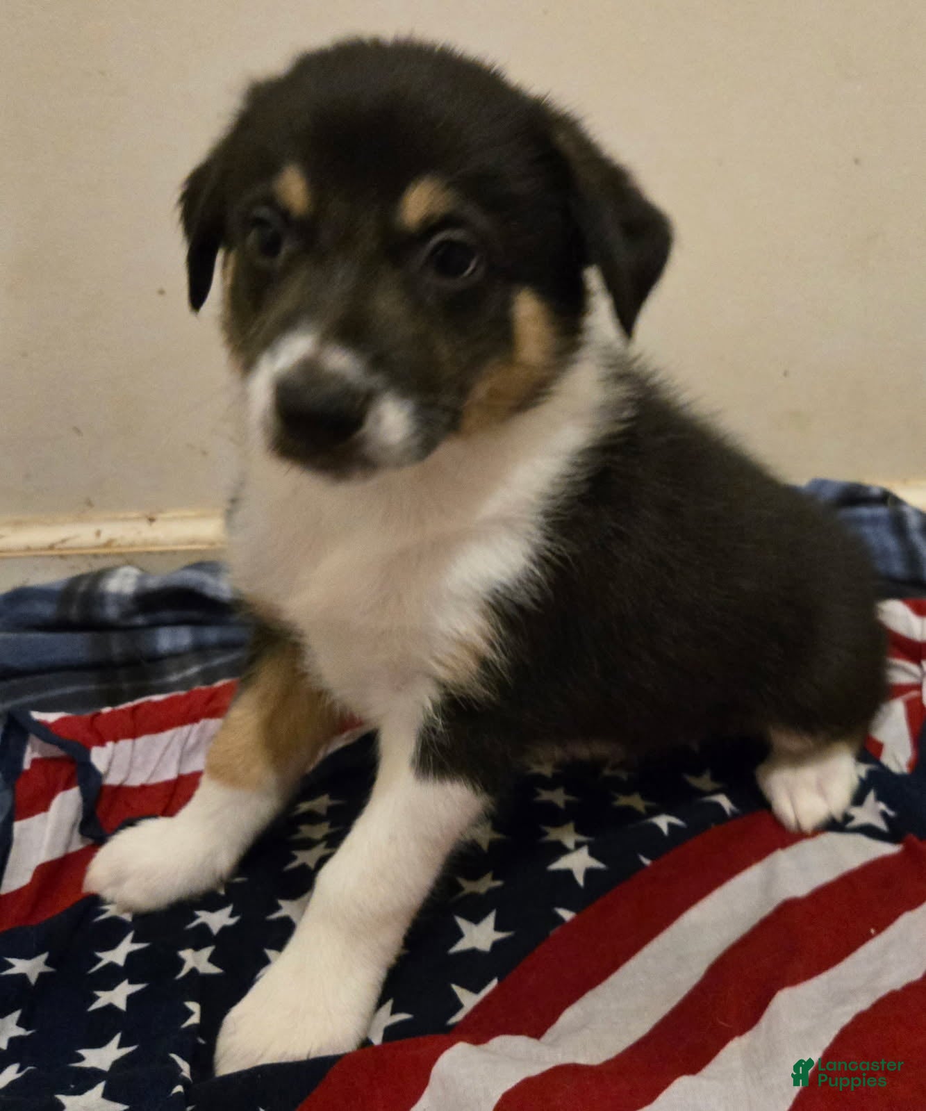 Border Collie dogs for sale: Will - Ad 1