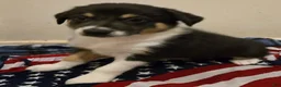Border Collie dogs for sale: Will - Ad 1