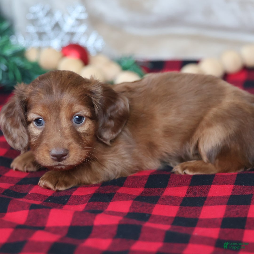 Miniature Dachshund dogs for sale: Silver  - Ad 8