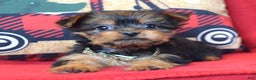 Yorkshire Terrier dogs for sale: Cupid - Ad 10