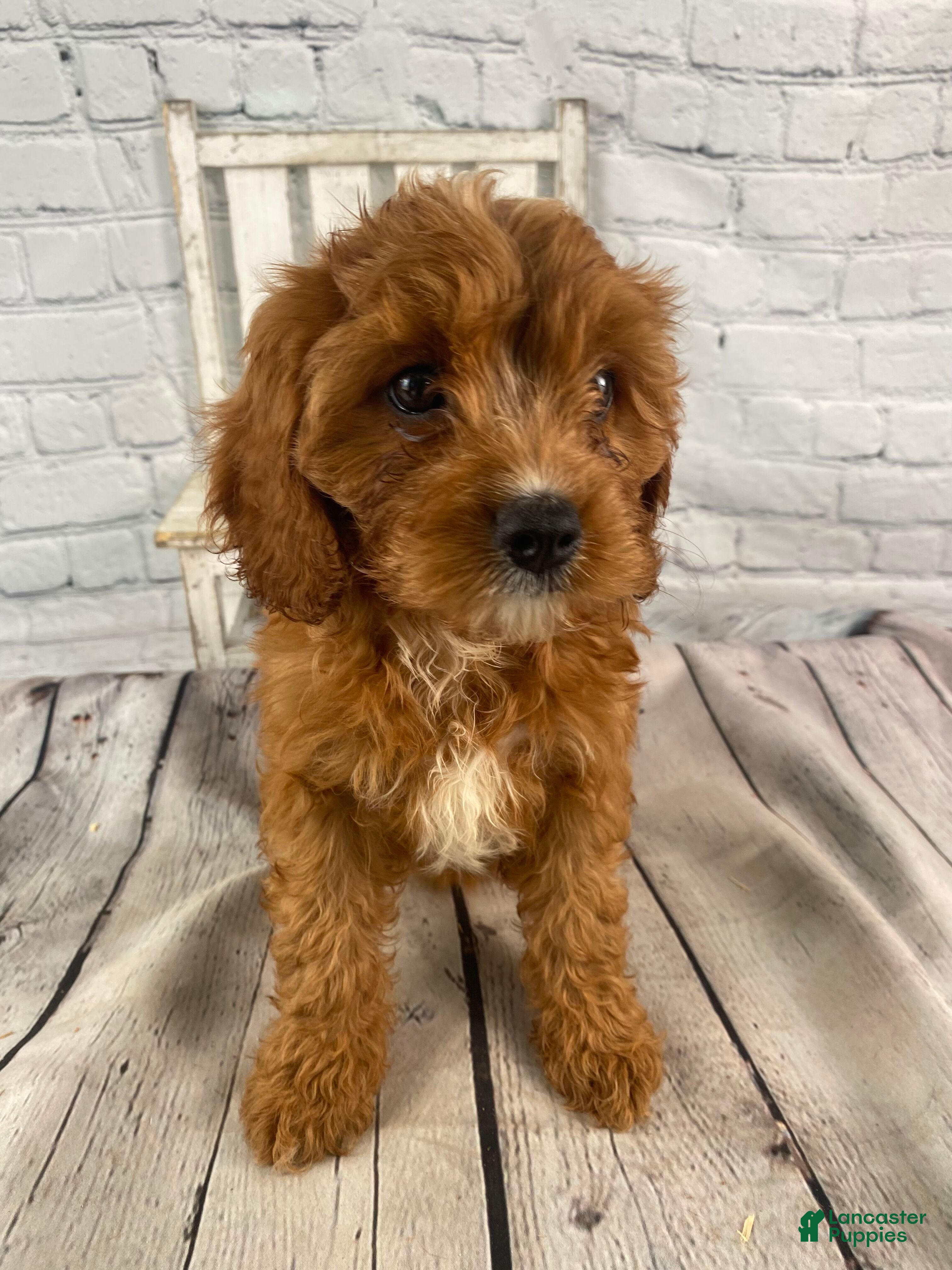 Cavapoo dogs Lucy - Ad 1