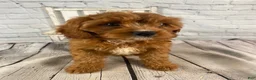 Cavapoo dogs for sale: Lucy - Ad 1