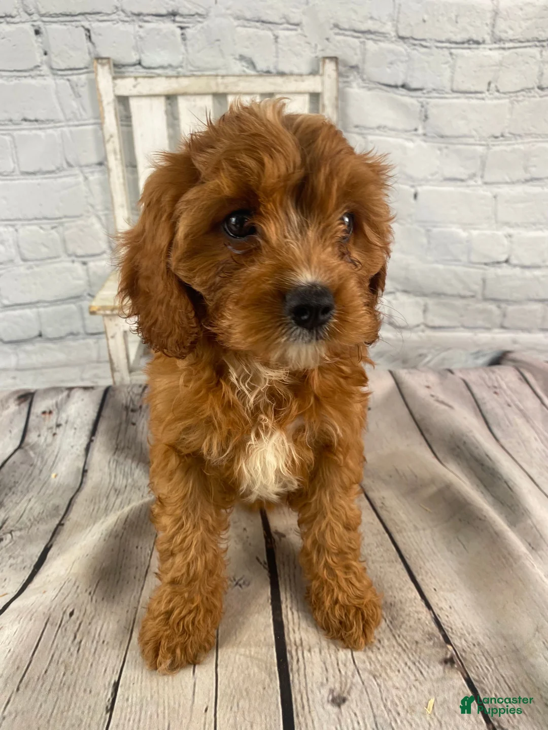 Cavapoo dogs for sale: Lucy - Ad 1