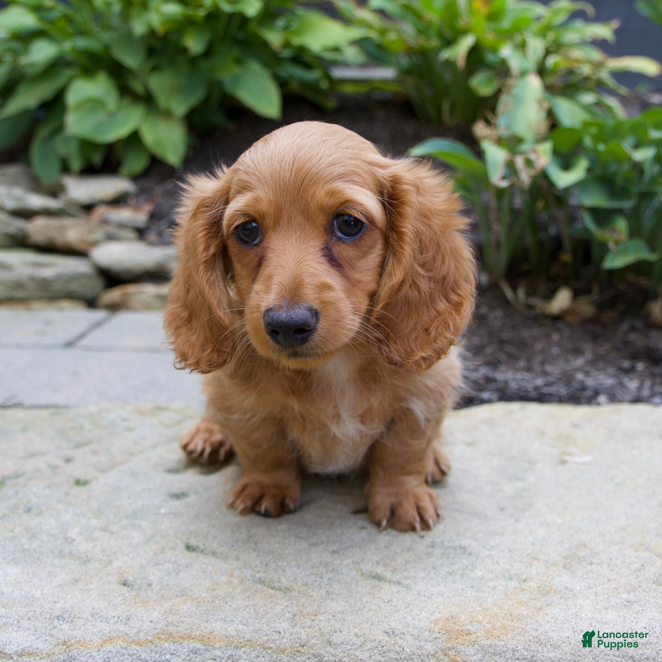 Miniature Dachshund dogs Milly - Ad 1