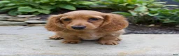 Miniature Dachshund dogs for sale: Milly - Ad 1