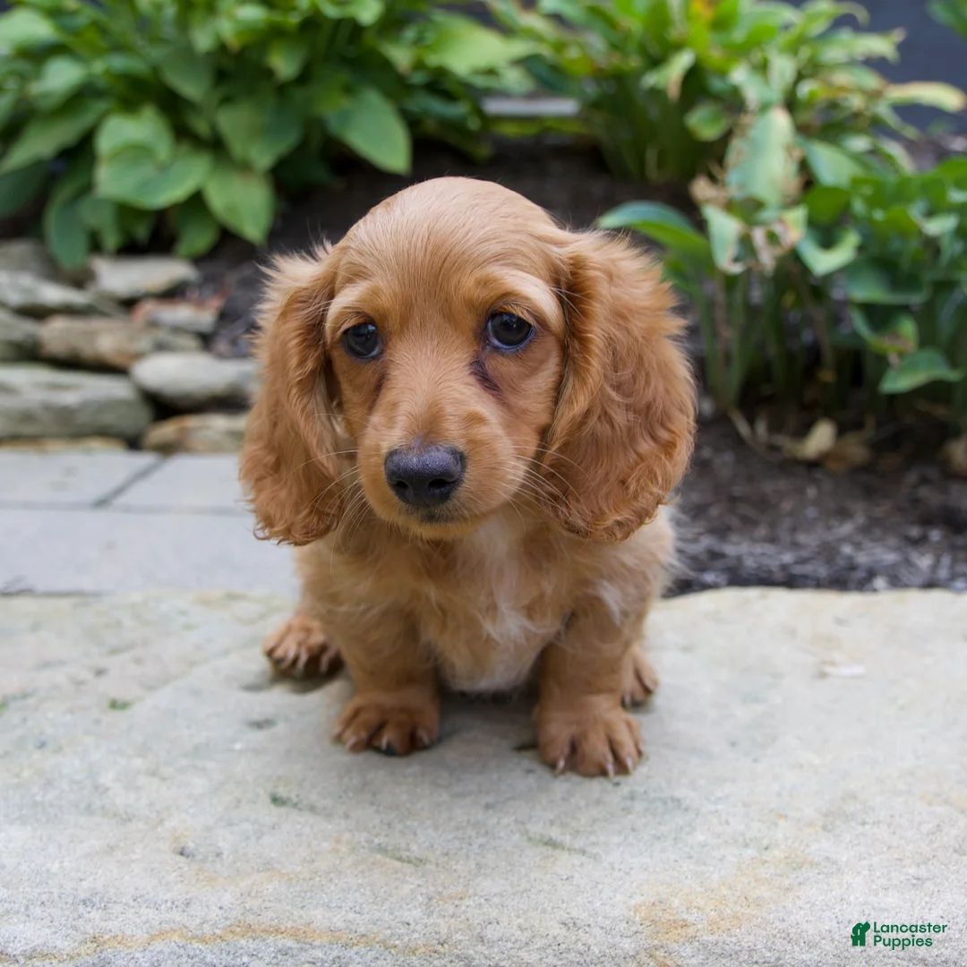 Miniature Dachshund dogs for sale: Milly - Ad 1