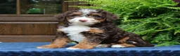 Mini Bernedoodle dogs for sale: Ruffles  - Ad 4