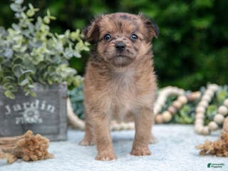 Chihuahua dogs Pebbles - Ad 39