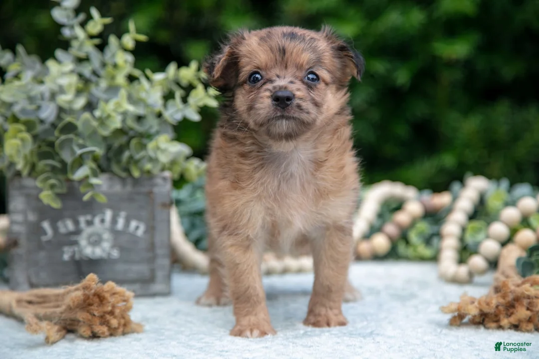 Chihuahua dogs for sale: Pebbles - Ad 1