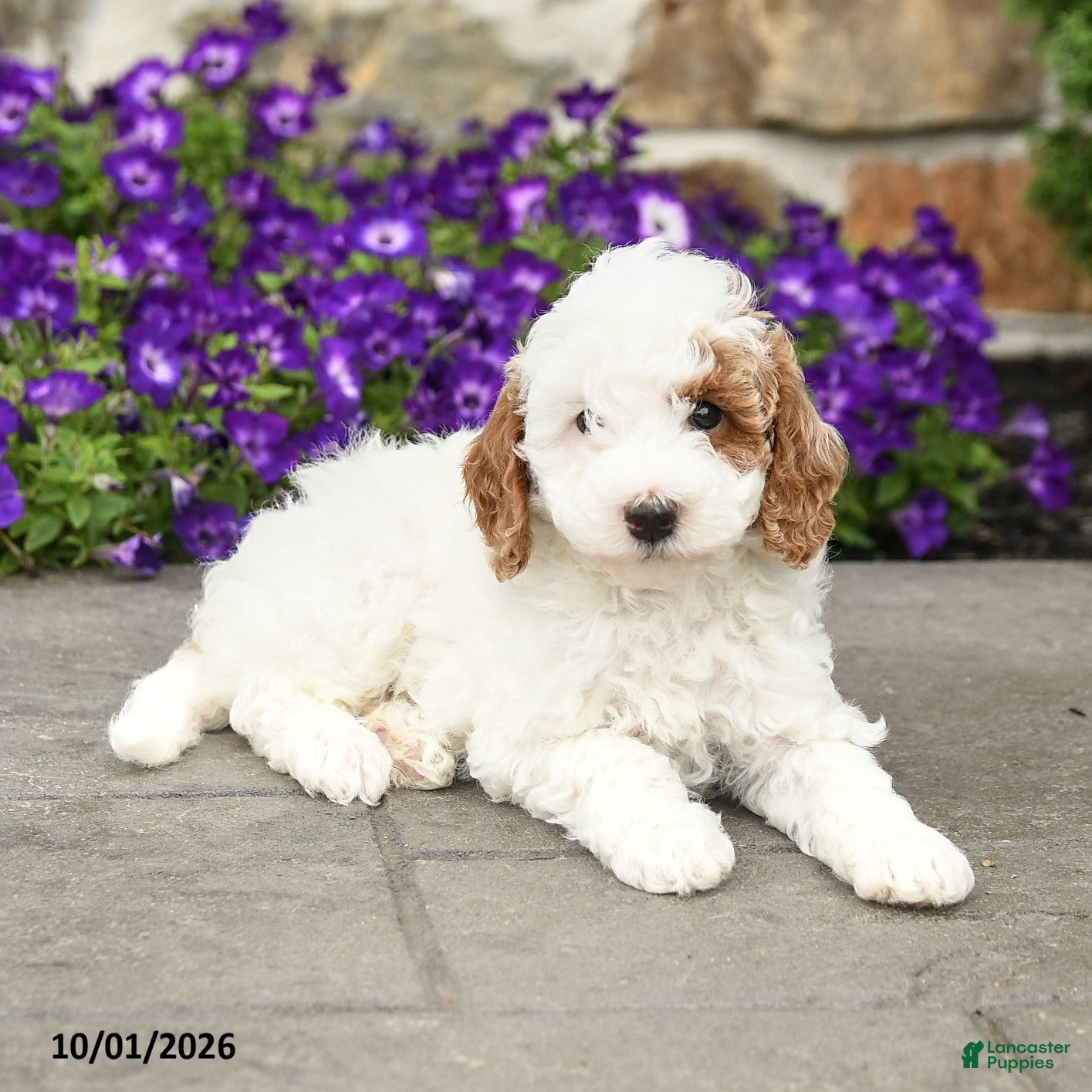 Mini Goldendoodle dogs Sammy - Ad 2