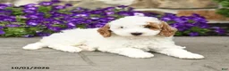 Mini Goldendoodle dogs for sale: Sammy - Ad 2