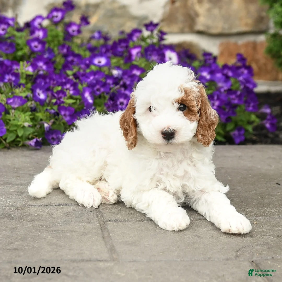 Mini Goldendoodle dogs for sale: Sammy - Ad 2