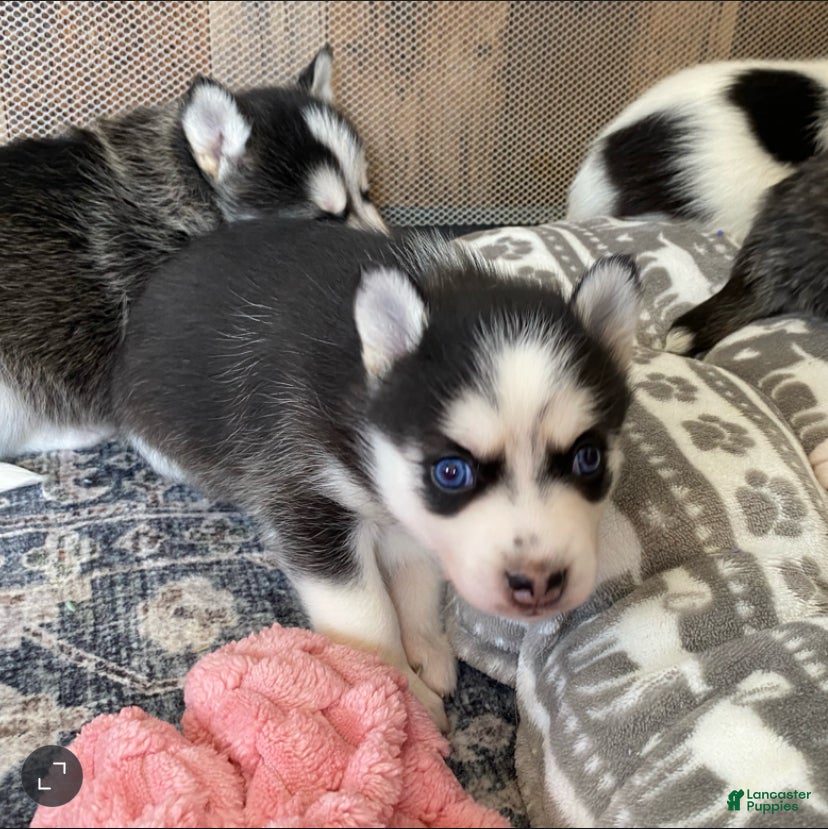 Pomsky dogs Clover - 2 Year Health Contract- Family Loved and Raised  - Ad 2