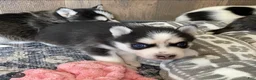 Pomsky dogs for sale: Clover - 2 Year Health Contract- Family Loved and Raised  - Ad 2