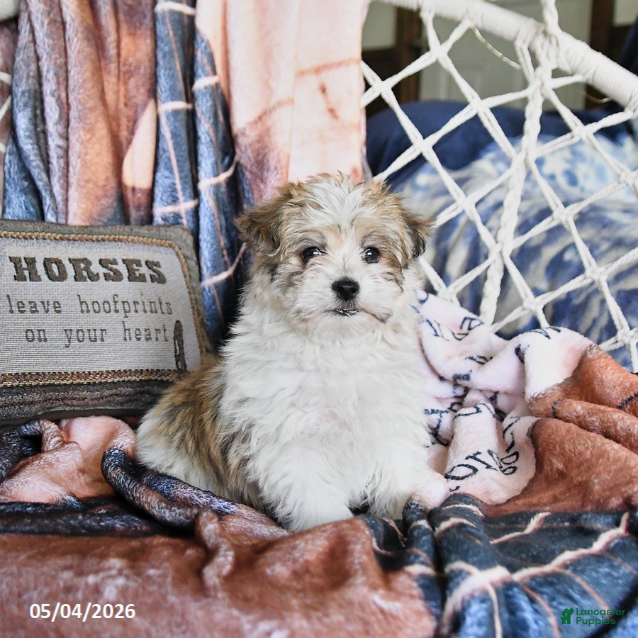 Morkie dogs Maple   - Ad 1