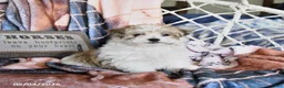 Morkie dogs for sale: Maple   - Ad 1