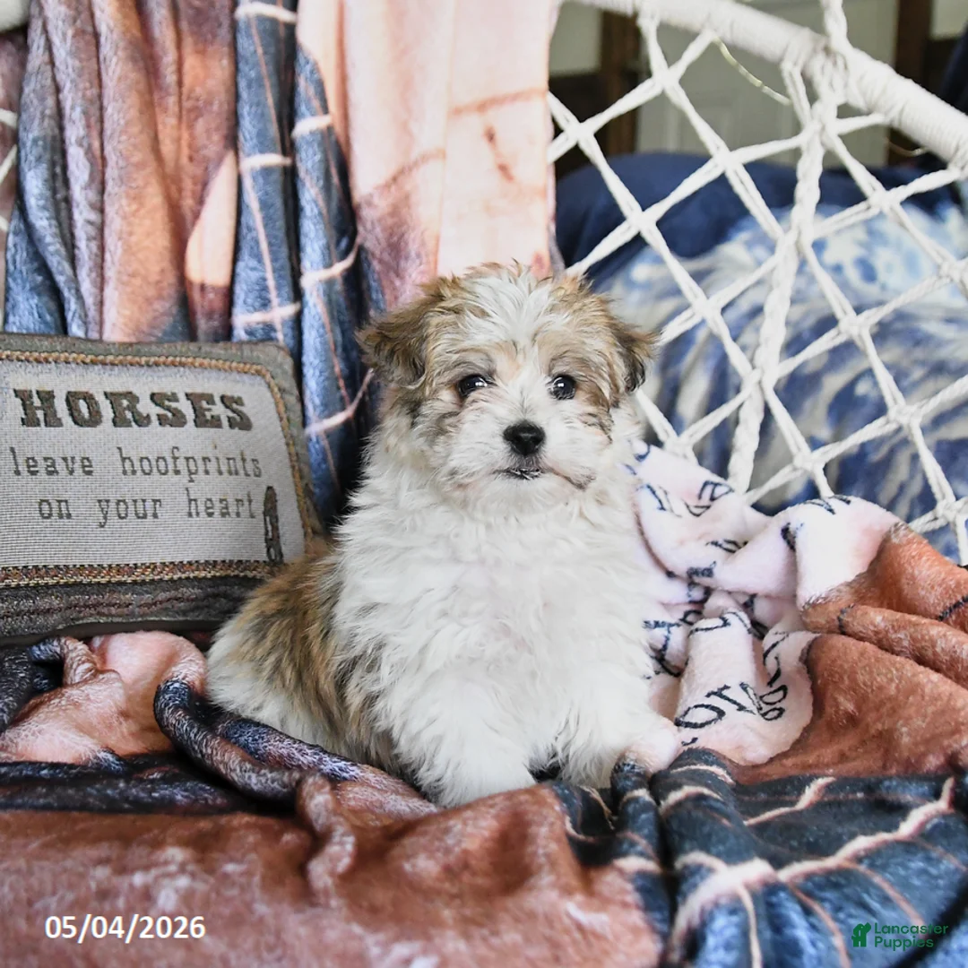 Morkie dogs for sale: Maple   - Ad 1