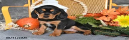 Beaglier dogs for sale: Jill - Ad 3