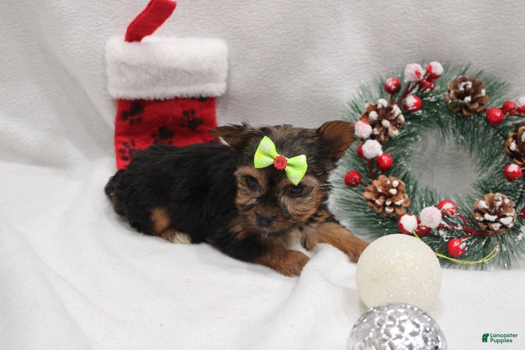 Yorkshire Terrier dogs for sale: Luna  - Ad 2