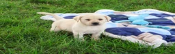 Labrador Retriever dogs for sale: Rosco - Ad 4