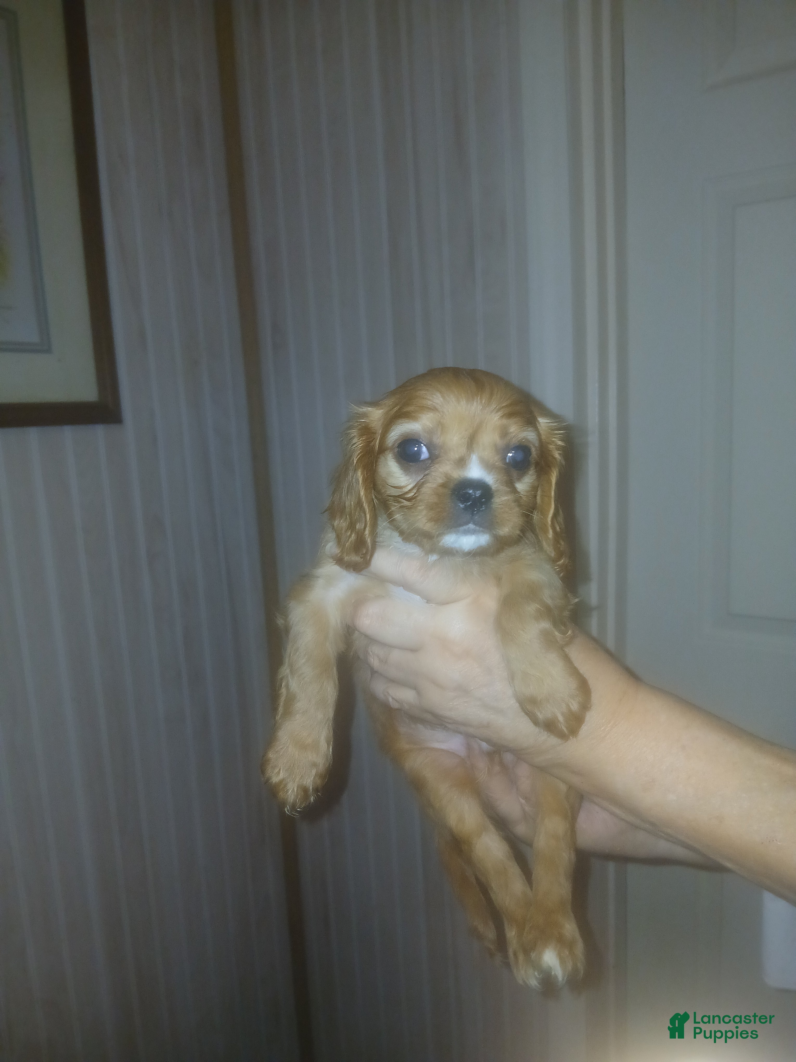 Cavalier King Charles Spaniel dogs Cavalier King Charles Spaniel Puppy 3 - Ad 25