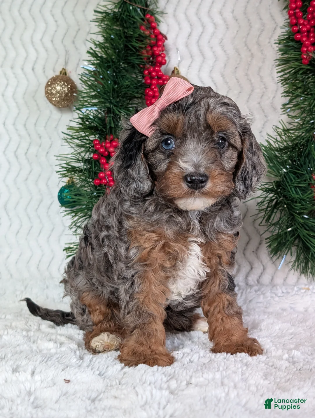 Cavapoo dogs for sale: Abby  - Ad 20