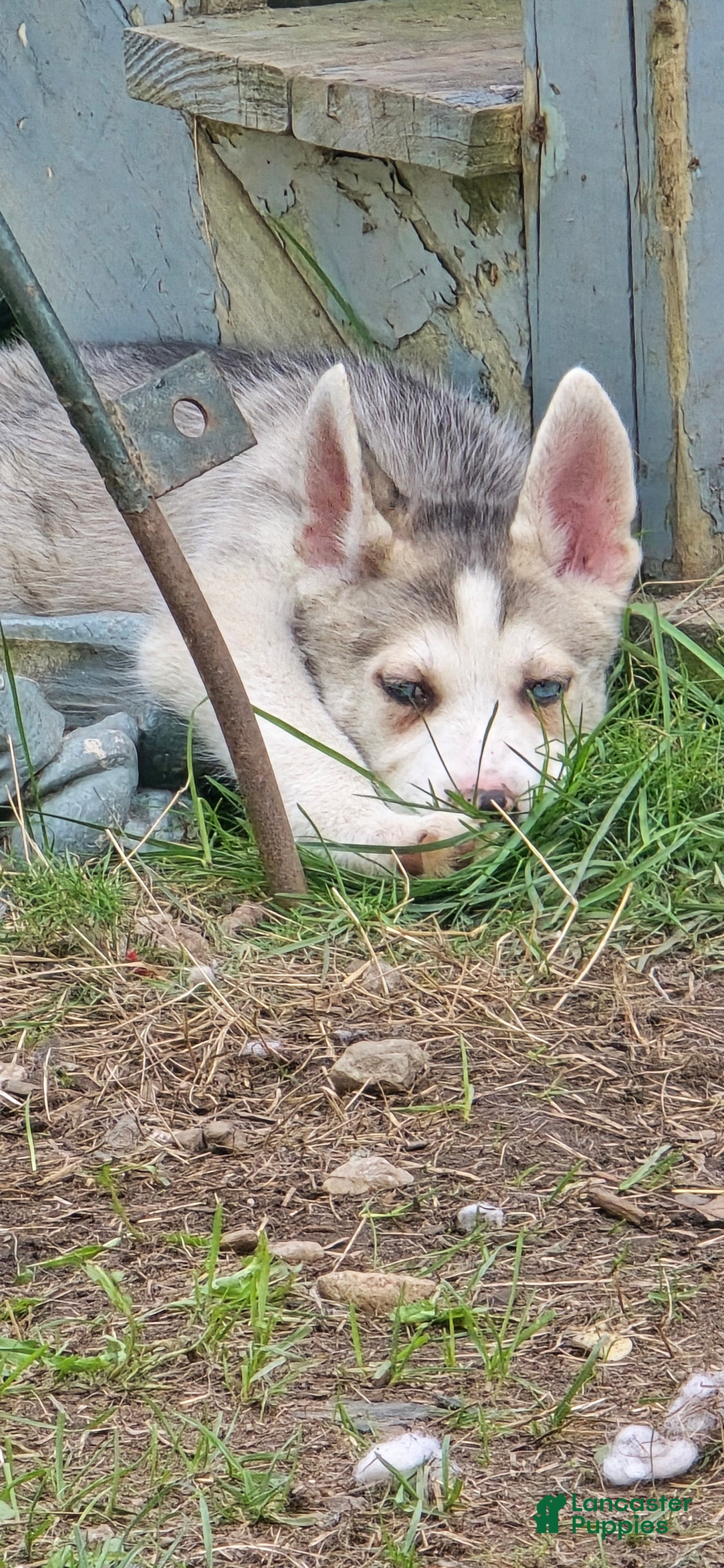 Gerberian Shepsky dogs Gerberian Shepsky 2 - Ad 2