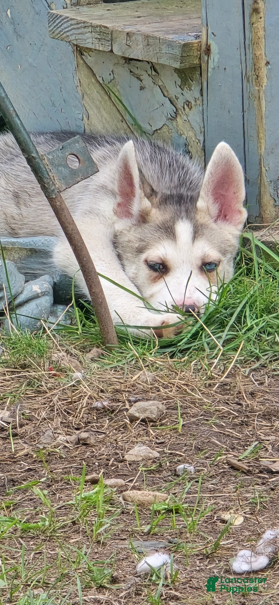Gerberian Shepsky dogs for sale: Gerberian Shepsky 2 Winston  - Ad 1