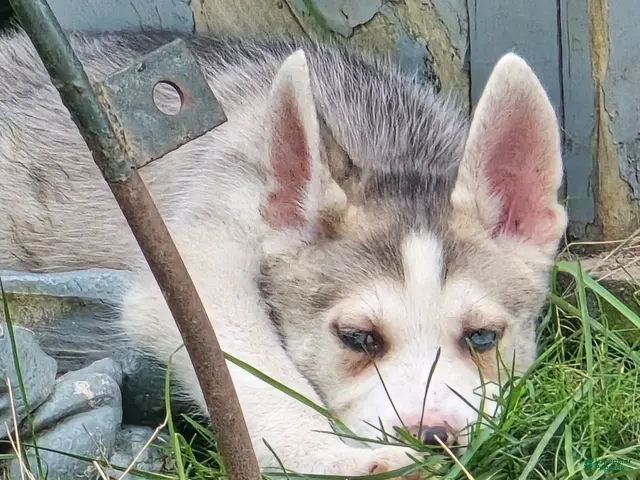 Gerberian Shepsky dogs for sale: Gerberian Shepsky 2 Winston - Ad 1