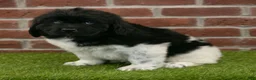 Newfoundland dogs for sale: Mason - Ad 3