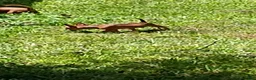 Chihuahua dogs for sale: Chihuahua 4 - Ad 1