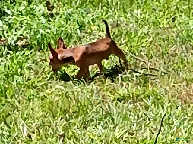 Chihuahua dogs for sale: Chihuahua 4 - Ad 14