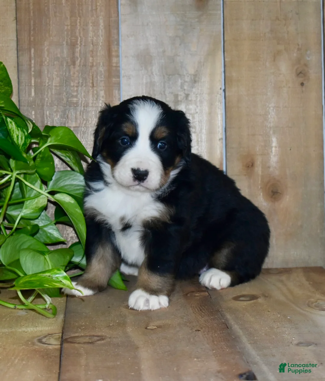 Bernese Mountain Dog dogs for sale: Remy - Ad 4