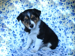 Mixed Breed dogs - Ad 20