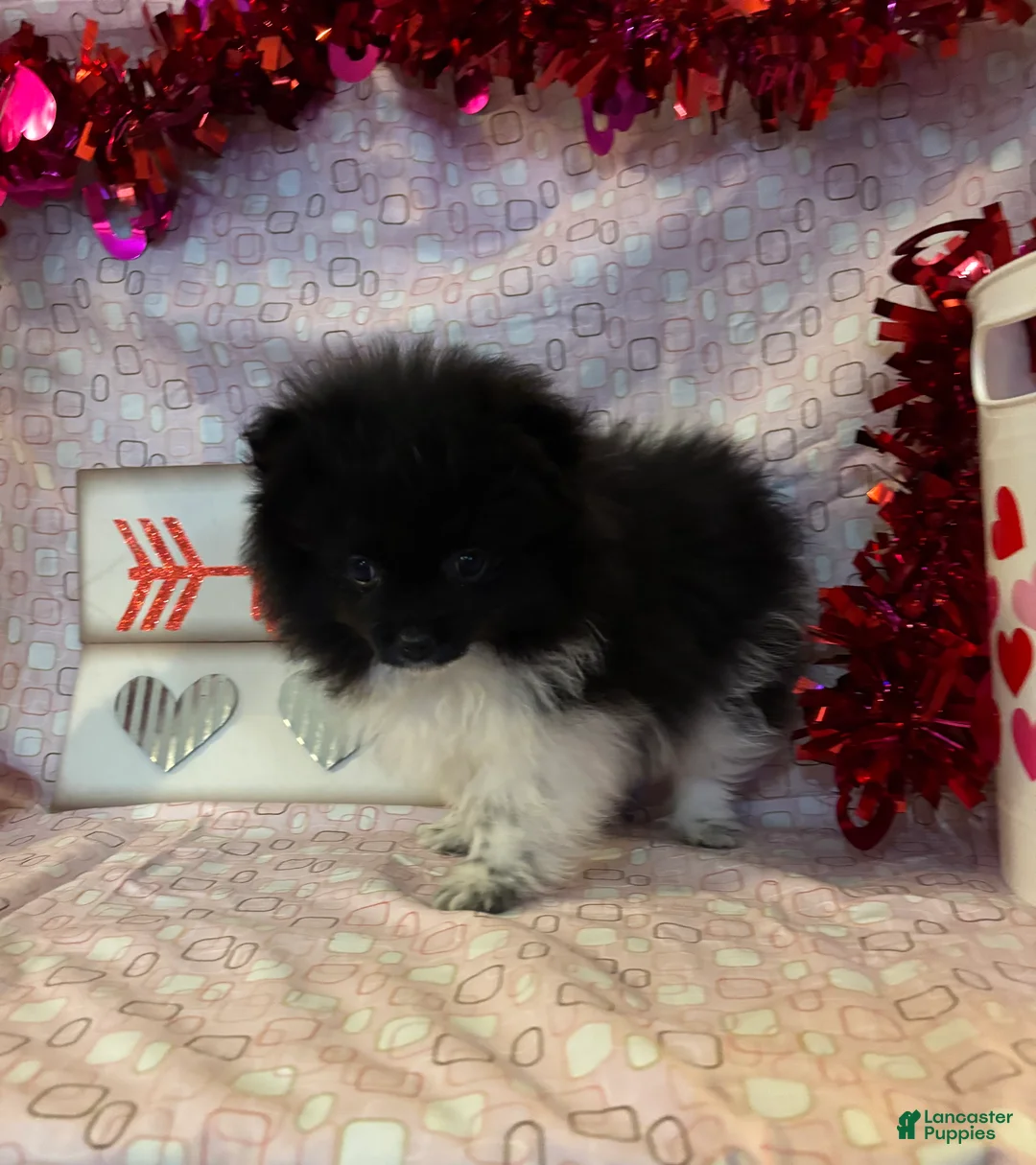 Pomeranian dogs for sale: Gene - Ad 5