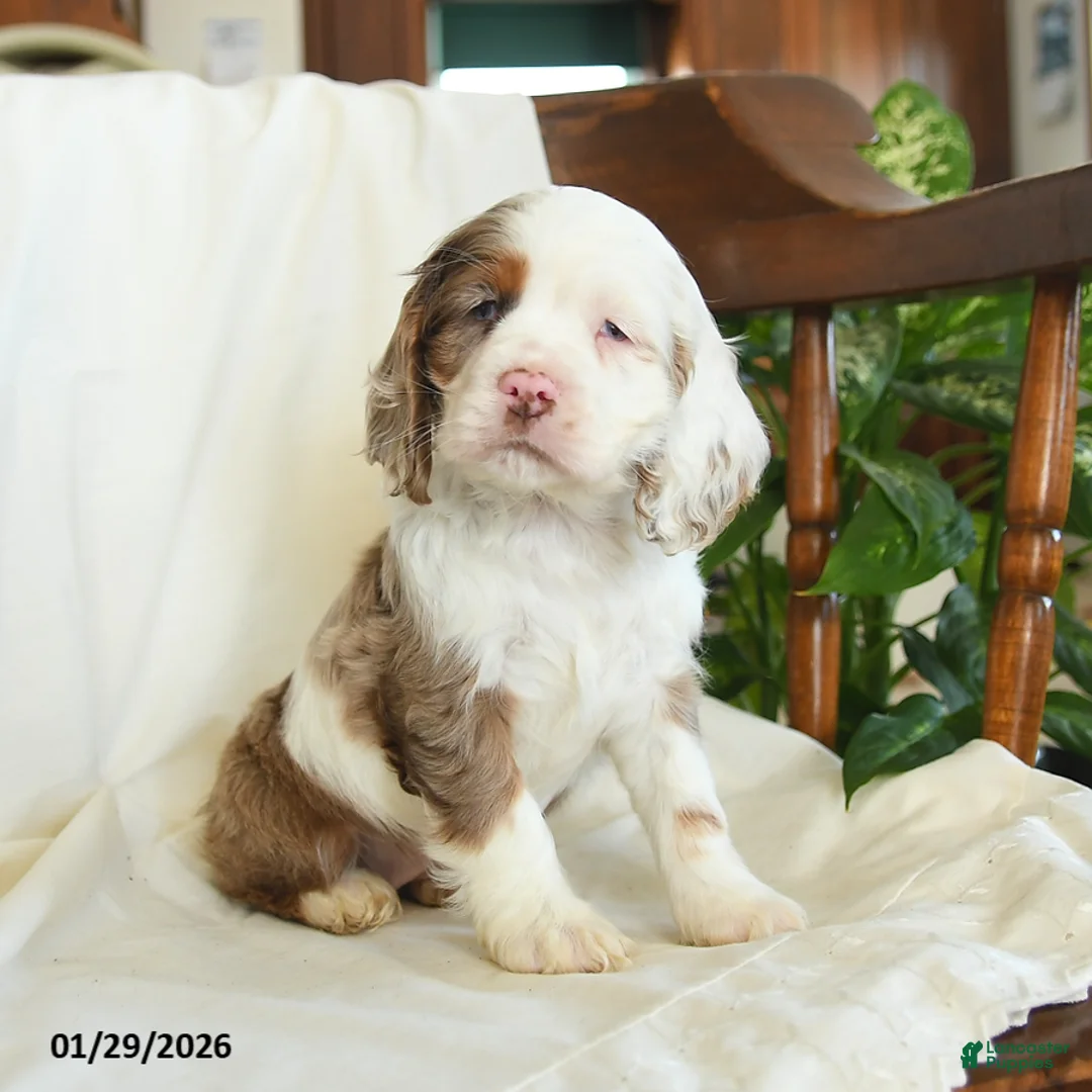 English Cocker Spaniel dogs for sale: Clover - Ad 3
