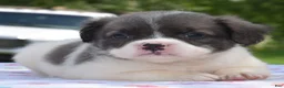 Mixed Breed dogs for sale: Zoey blue pied fluffy  - Ad 10