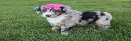 Mini Aussiedoodle dogs for sale: Kierra 🎀 - Ad 7