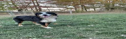 Mini Bernedoodle dogs for sale: Latte - Ad 6