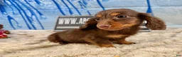 Dachshund dogs for sale: Chocolate mini long coat - Ad 11