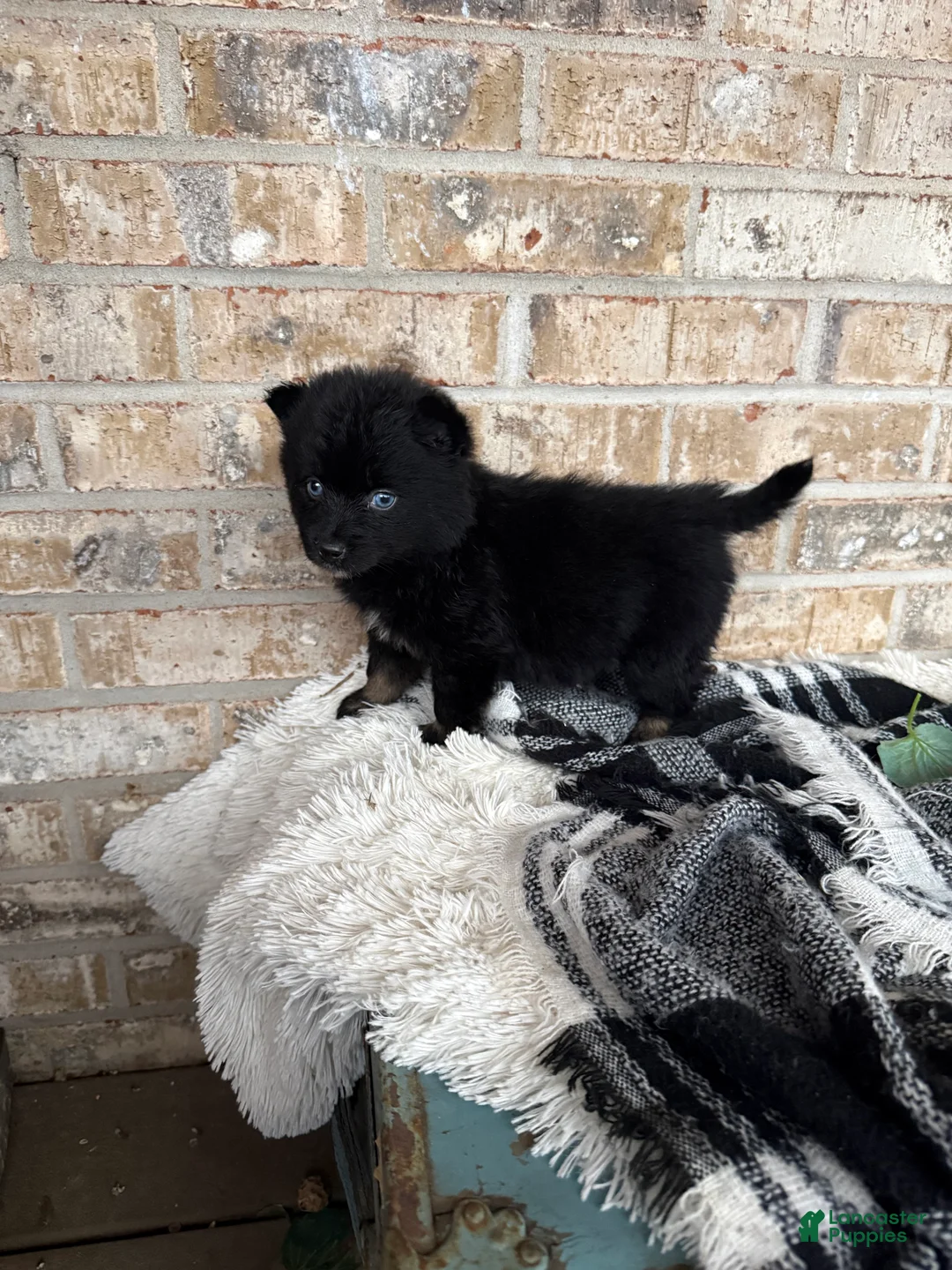 Pomsky dogs for sale: Kylie - Ad 4
