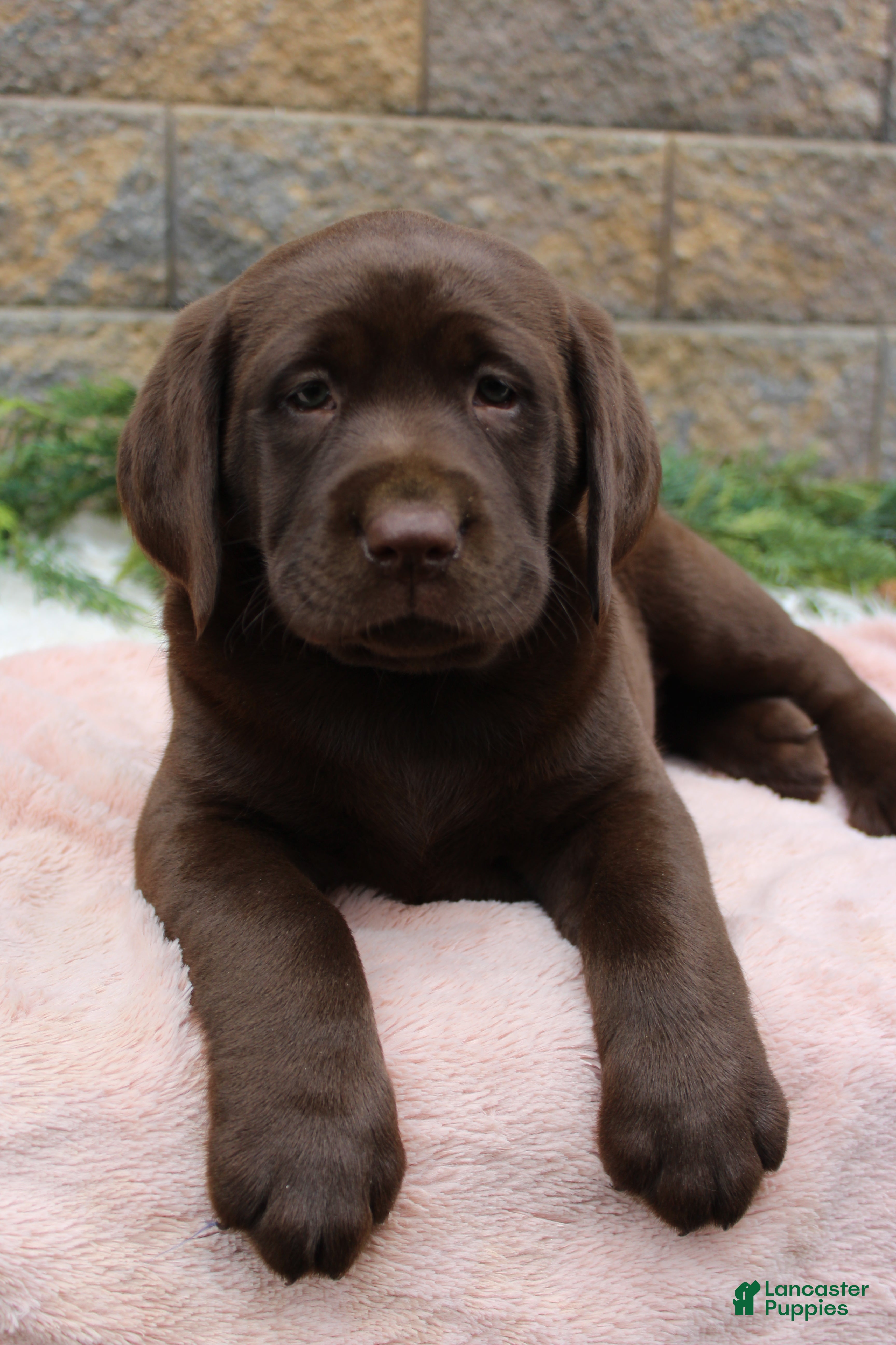 Labrador Retriever dogs for sale: Dandy - Ad 4