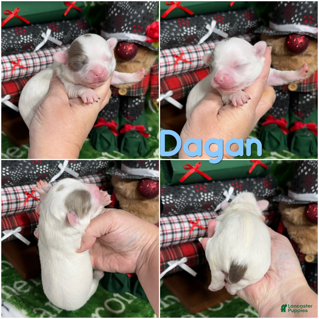 Chihuahua dogs for sale: Dagan Lavender Spotted LC - Ad 2