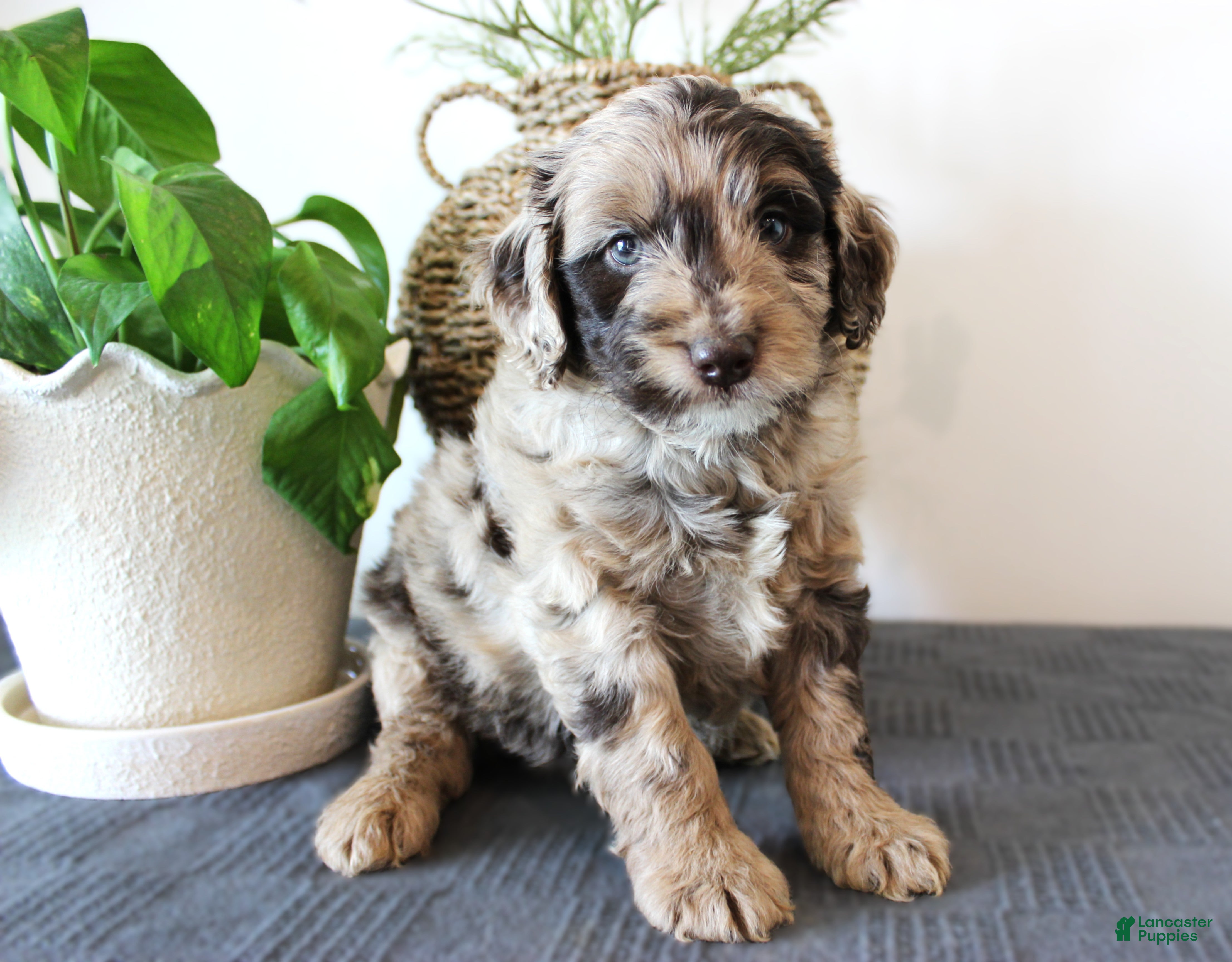 Mini Goldendoodle dogs Harvey - Ad 1