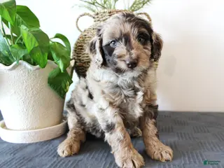 Mini Goldendoodle dogs for sale: Harvey - Ad 1