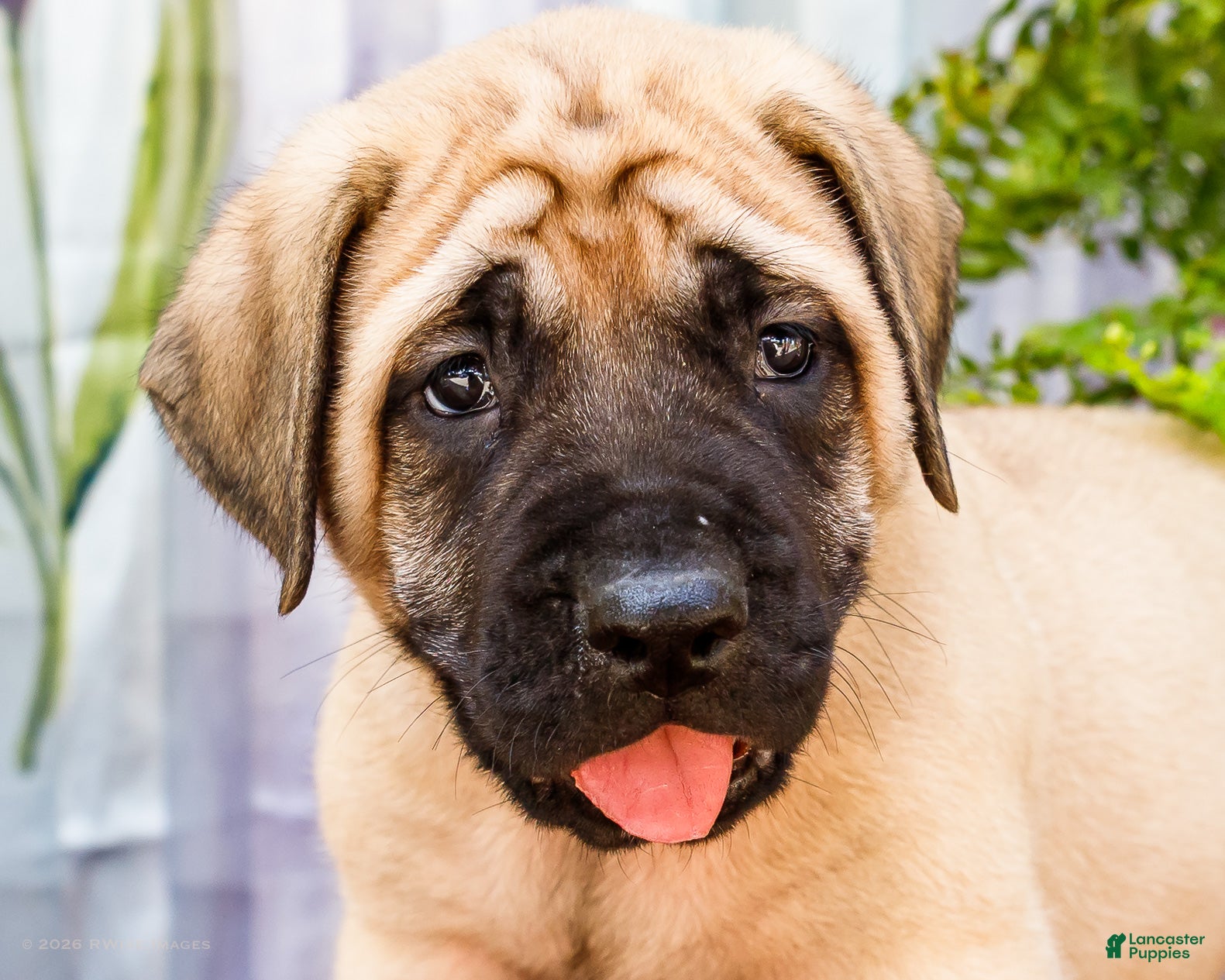 English Mastiff dogs Morley - Ad 2