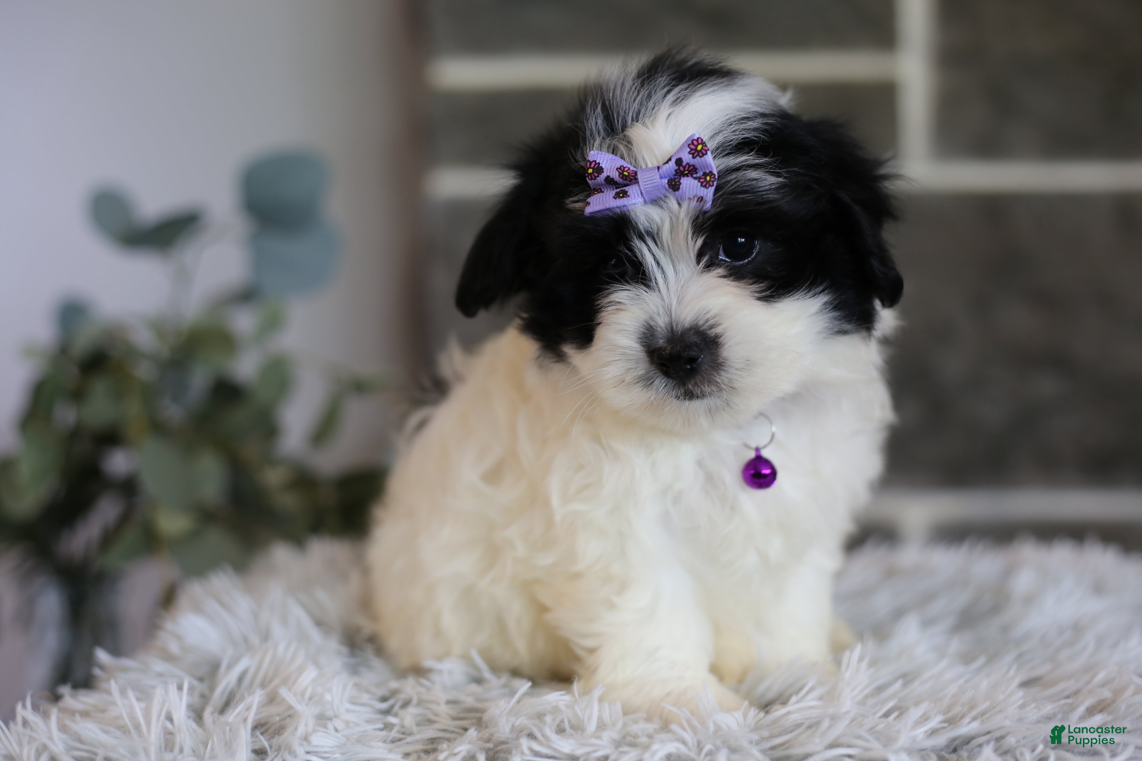 Maltipoo dogs Gwen - Ad 2
