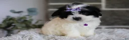 Maltipoo dogs for sale: Gwen - Ad 2